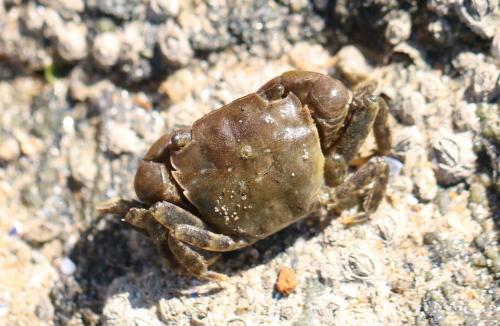 Réf. 217 062 : Hemigrapsus takanoi